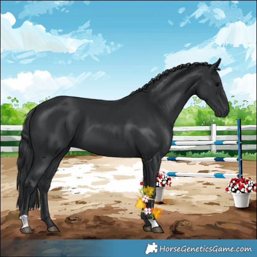 Horse Color:Black 