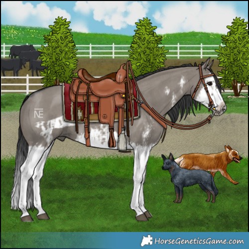 Horse Color:Grullo Sabino Splash  and Grullo Sabino Splash Frame 