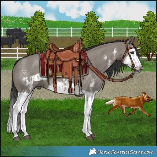 Horse Color:Grullo Sabino Splash and Grullo Sabino Splash Frame