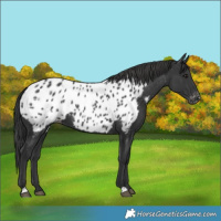 Horse Color:Black Near Leopard
