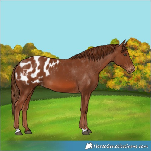 Horse Color:Chestnut Blanket