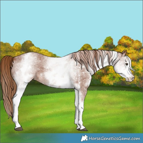 Horse Color:White Spotted Chestnut Sabino 