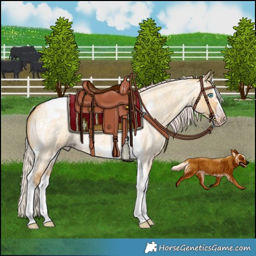 Horse Color:Gray Silver Amber Cream Champagne Roan Dun Splash Tobiano Frame Varnish Rabicano