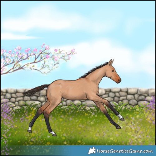 Horse Color:Bay Dun