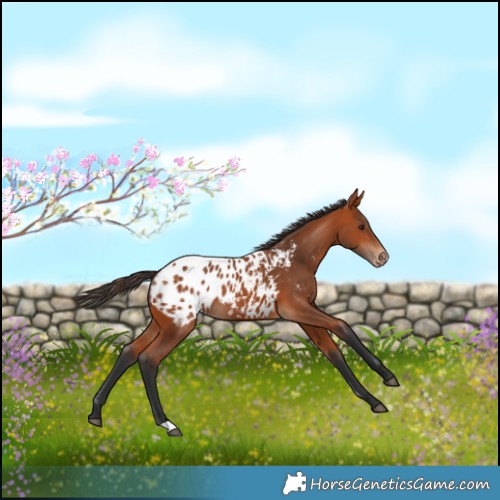 Horse Color:Bay Blanket 