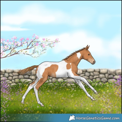 Horse Color:Chestnut Tobiano