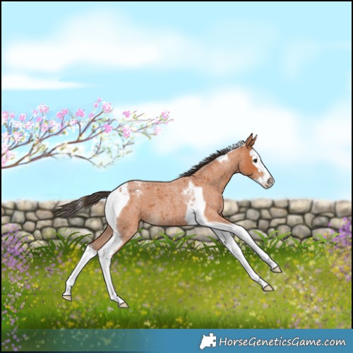 Horse Color:Bay Roan Splash Tobiano Varnish