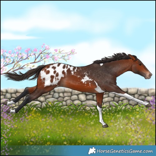 Horse Color:Bay Tobiano Blanket 