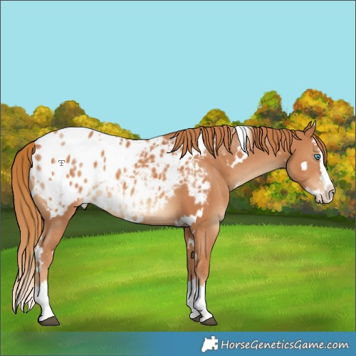 Horse Color:White Spotted Chestnut Splash Blanket 