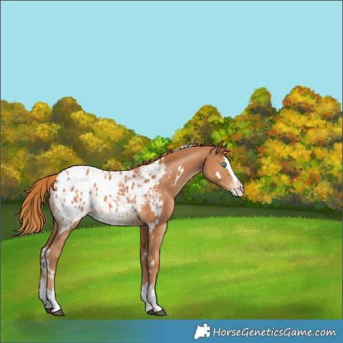 Horse Color:White Spotted Chestnut Splash Appaloosa
