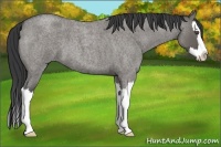 Horse Color:Grullo Roan Splash 