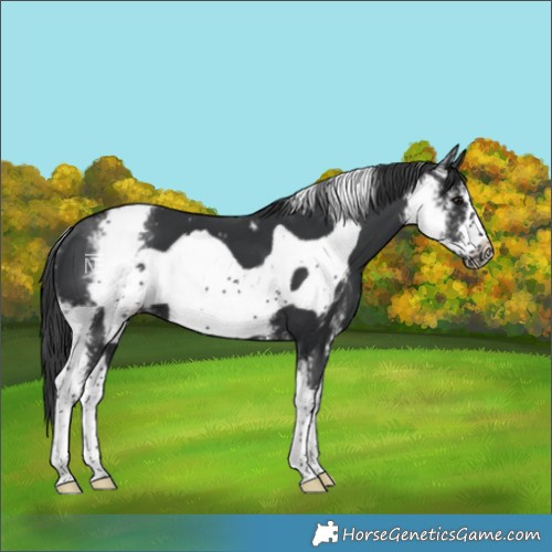 Horse Color:Black Sabino Frame 