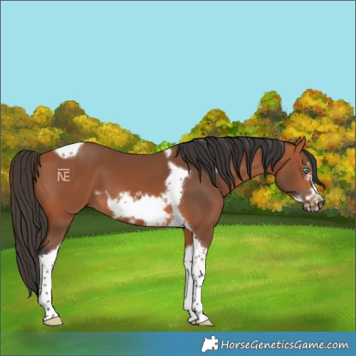 Horse Color:Bay Tobiano Frame 