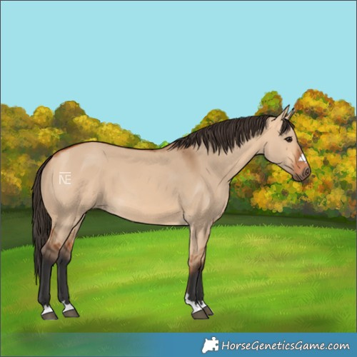 Horse Color:Bay Dun