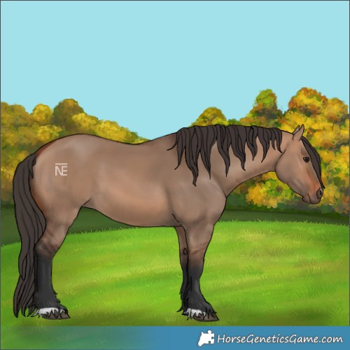 Horse Color:Bay Dun 