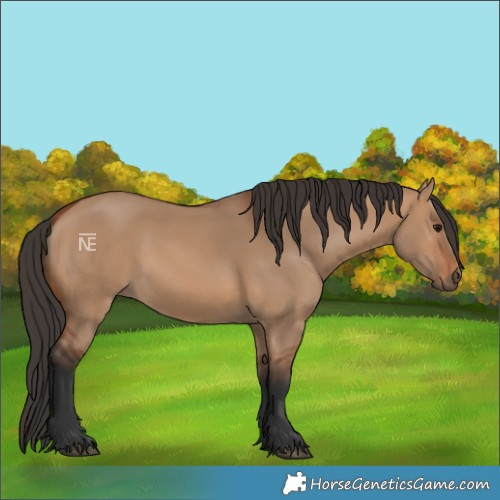 Horse Color:Bay Dun