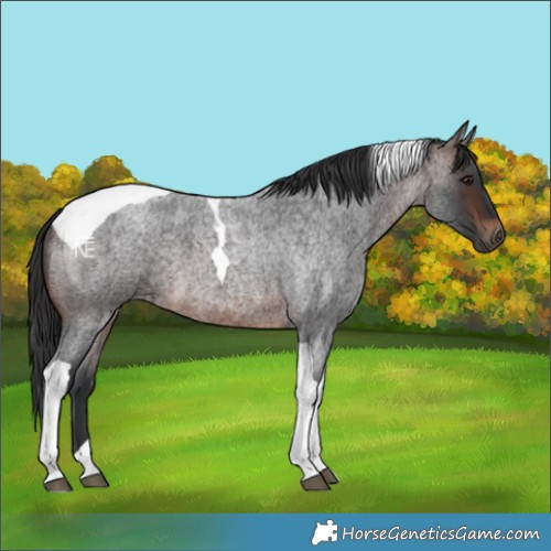 Horse Color:Brown Roan Tobiano 