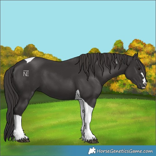 Horse Color:Smoky Black Tobiano 