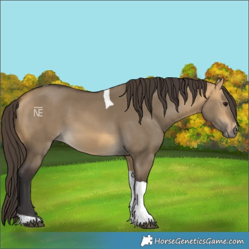 Horse Color:Buckskin Dun Tobiano 