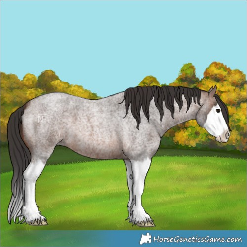 Horse Color:Brown Roan Splash
