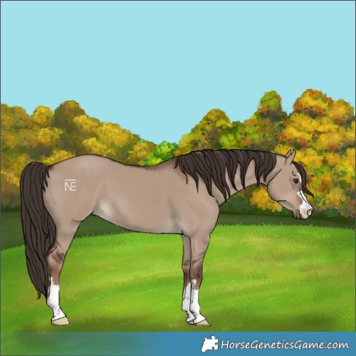 Horse Color:Liver Red Dun 