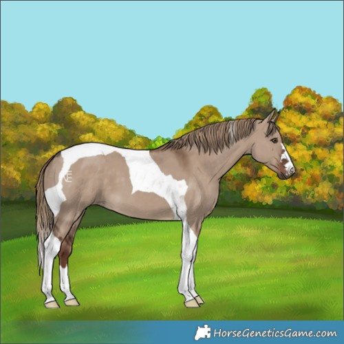 Horse Color:Liver Red Dun Tobiano