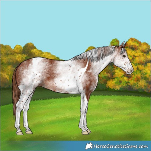 Horse Color:White Spotted Chestnut Tobiano