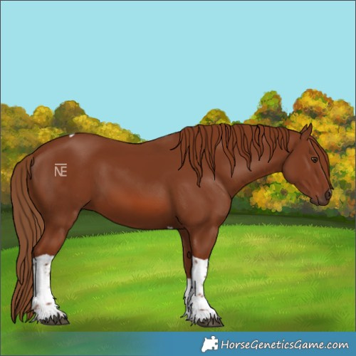 Horse Color:Chestnut Tobiano