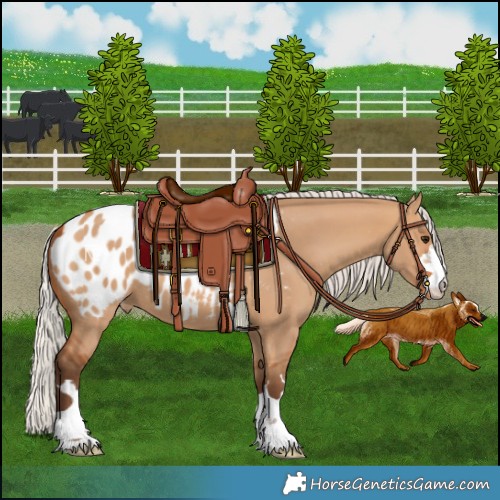 Horse Color:Silver Bay Dun Near Leopard 