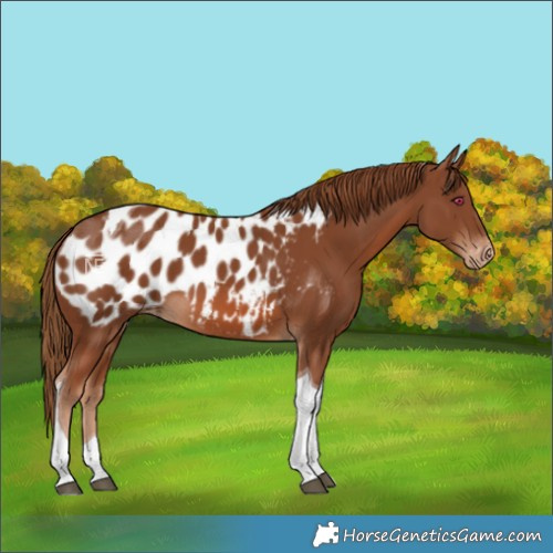 Horse Color:Chestnut Tobiano Blanket