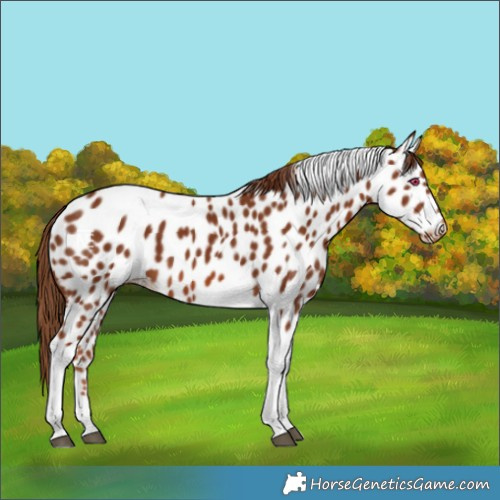 Horse Color:Chestnut Tobiano Near Leopard 