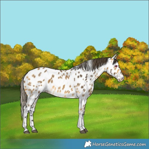 Horse Color:Buckskin Tobiano Near Leopard 