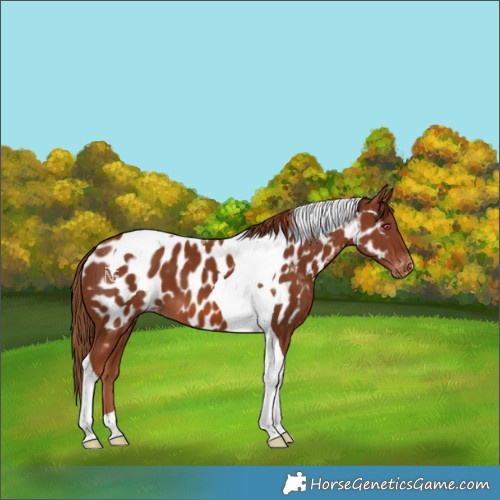 Horse Color:Chestnut Tobiano Near Leopard 