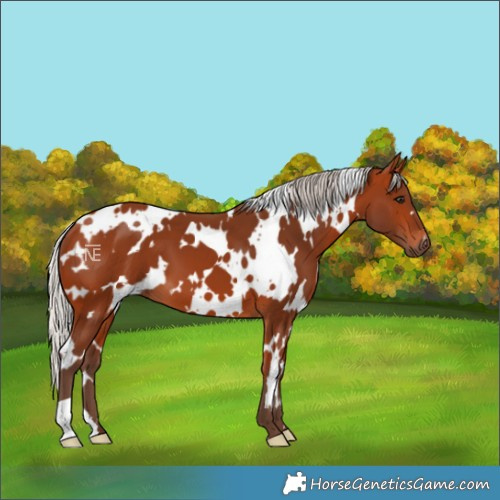 Horse Color:White Spotted Silver Bay