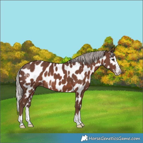 Horse Color:Silver Black Splash Near Leopard