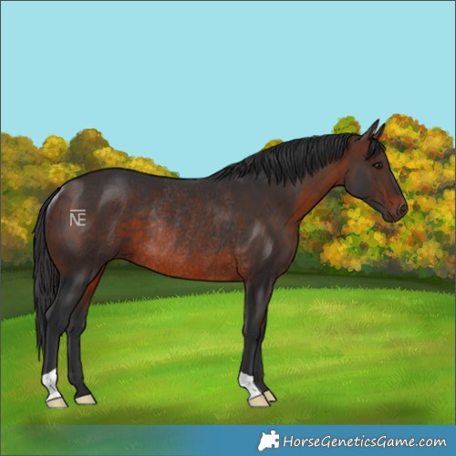 Horse Color:Brown Rabicano