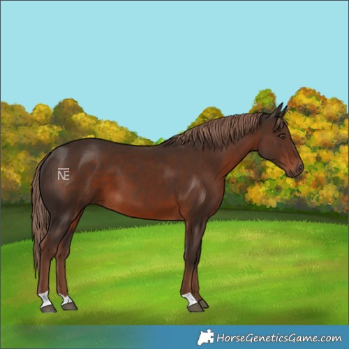 Horse Color:Liver Chestnut