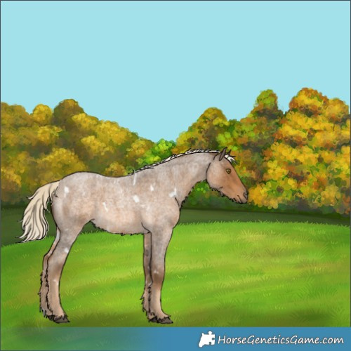 Horse Color:White Spotted Chocolate Palomino Roan 
