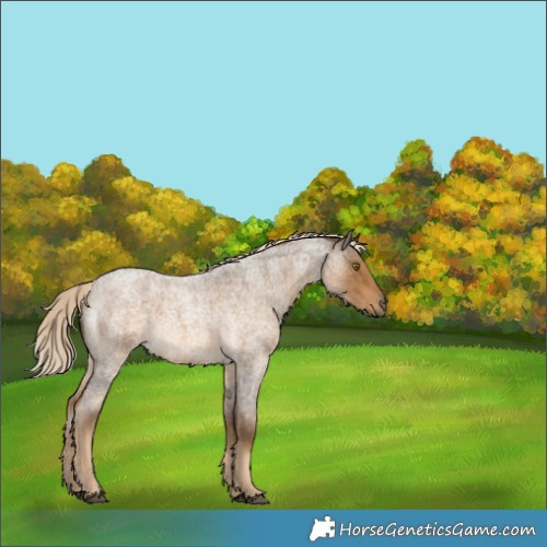 Horse Color:Chocolate Palomino Roan
