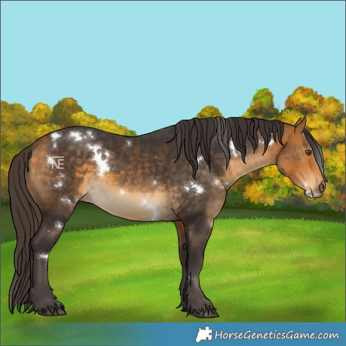 Horse Color:White Spotted Buckskin