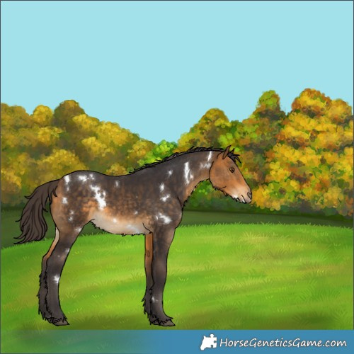 Horse Color:White Spotted Buckskin