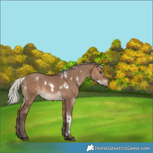Horse Color:White Spotted Silver Brown Dun