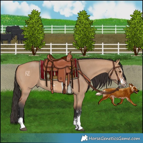 Horse Color:Bay Dun Sabino