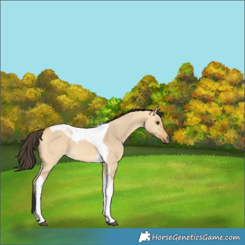 Horse Color:Buckskin Dun Tobiano 