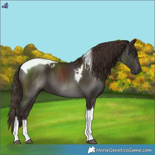 Horse Color:Liver Chestnut Tobiano