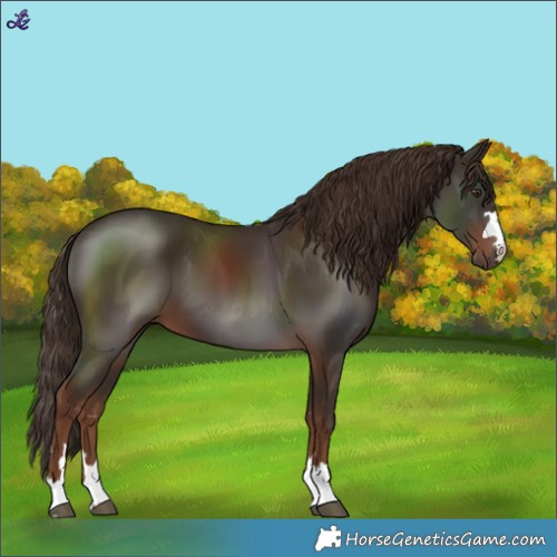 Horse Color:Liver Chestnut 