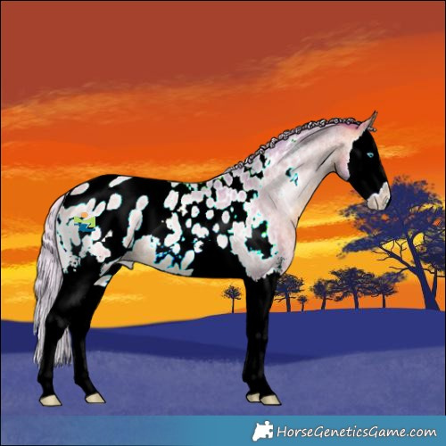 Horse Color:Watercolor Silver Bay Roan Onyx Sabino Splash Blanket