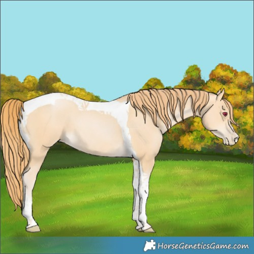 Horse Color:Chocolate Buckskin Pearl Tobiano
