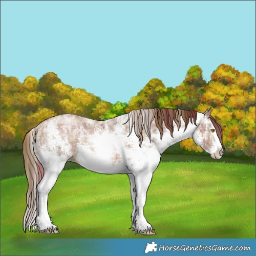Horse Color:Plaid White Spotted Brown Ice Pearl Splash Rabicano