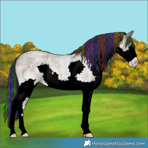 Horse Color:Painted Grullo Roan Splash Rabicano